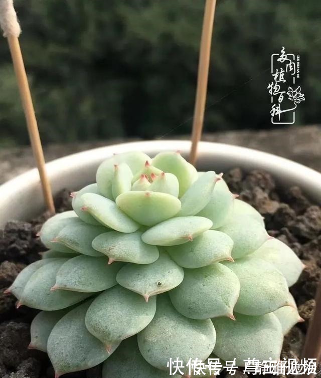 静夜|养多肉三年多，初见惊鸿！累并快乐着！养多肉三年多，初见惊鸿！累并快乐着！