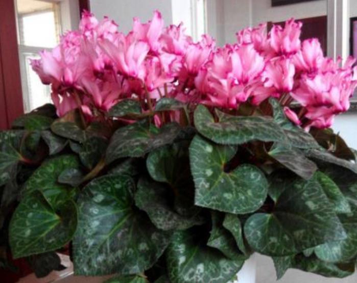 养花就养这几款,一年四季都开花,花开一茬又一茬,超漂亮