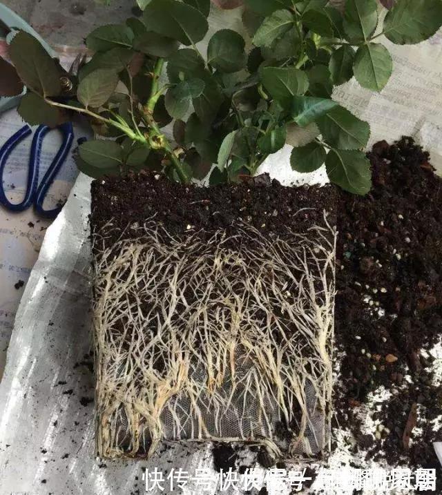 旧土|养花旧土别丢,掺入这“3样”,肥得流油不板结,养花太旺了