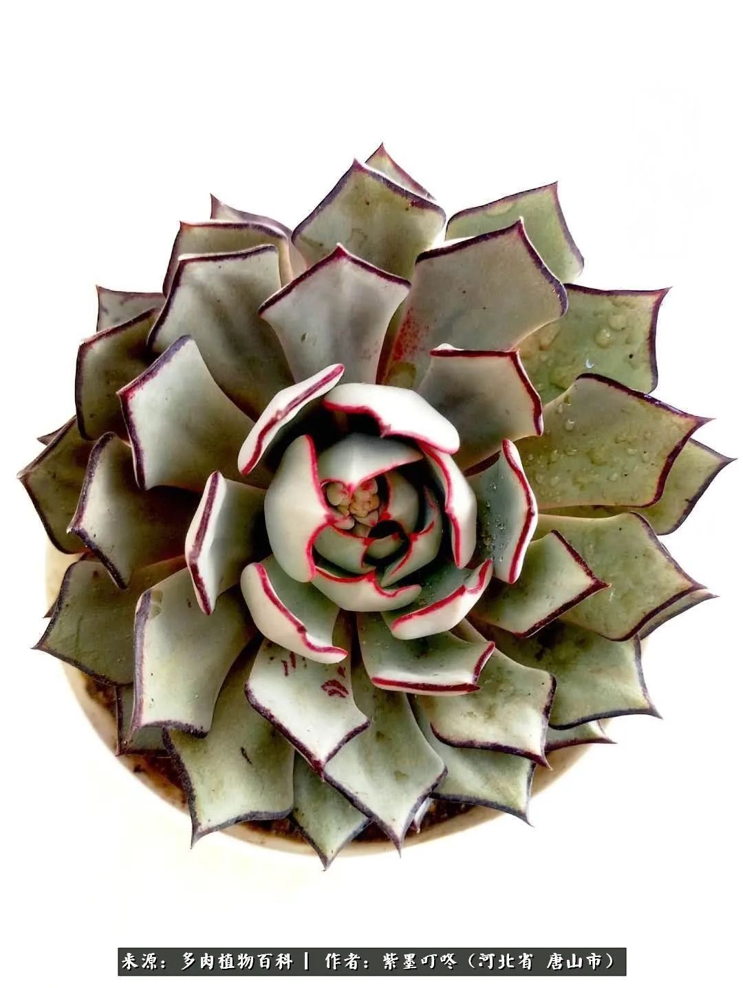 从平凡中寻找美感,从噪杂中寻找宁静——多肉给予我的心灵疗愈!