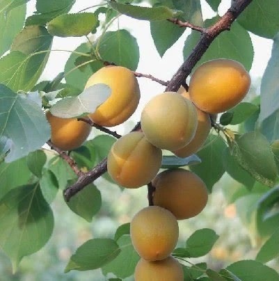 请留步|乡村土特产，各有风味，吃货请留步