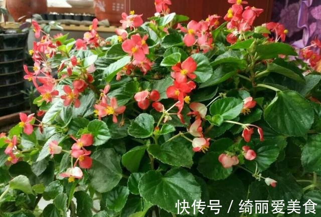 养花技巧:粗生粗养也能四季开花!少养1种都觉得亏了