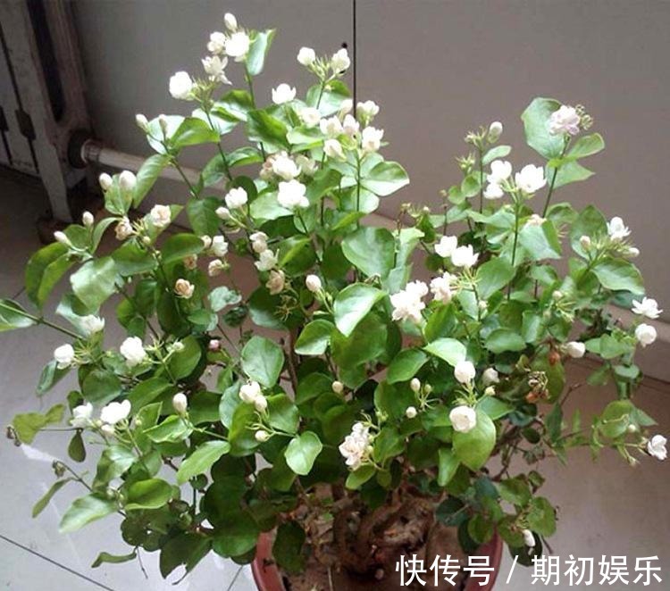 家家都有的“1种粉末”,浇花用上它,植物花苞多、开花易爆盆