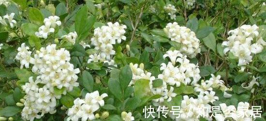 九里香可以扦插繁殖吗？当然可以，而且方法还很简单