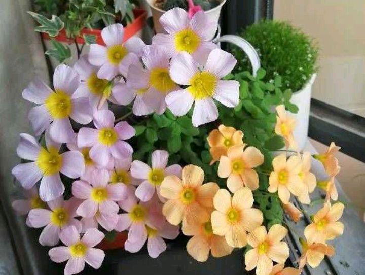 阳台上养2种小花,株型小巧花量很大,颜色漂亮又好养