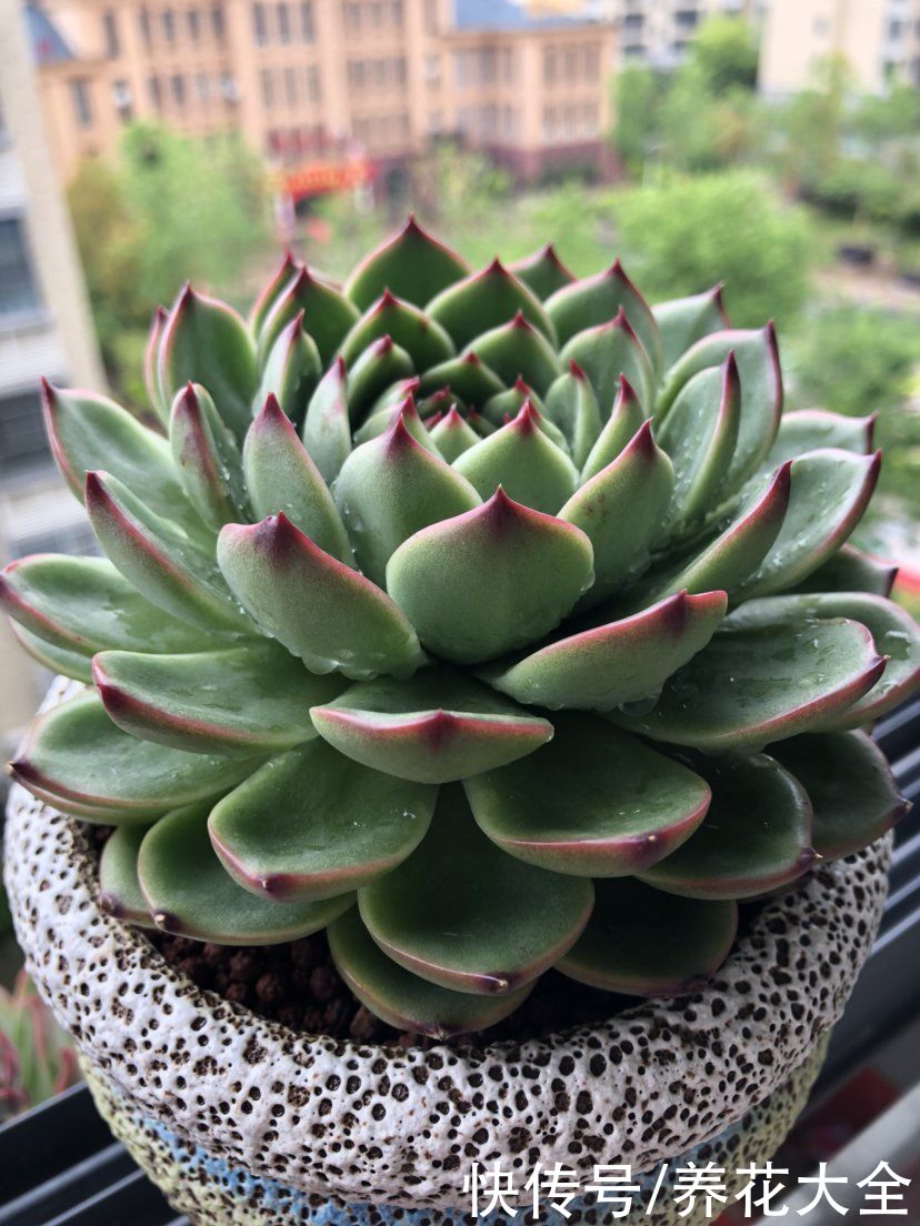 花友|夏天多肉超便宜，到底该不该大量购入？