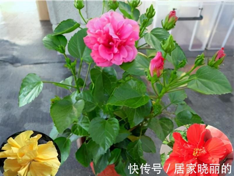 人养花,花亦养人!3种漂亮的花,建议养一些,能吃能看还能养人