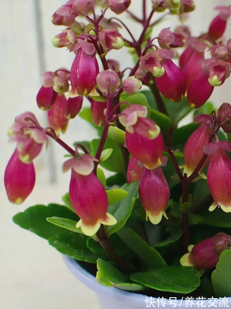 你的长寿花还没开花？可能是夜晚没给它提供黑暗的环境