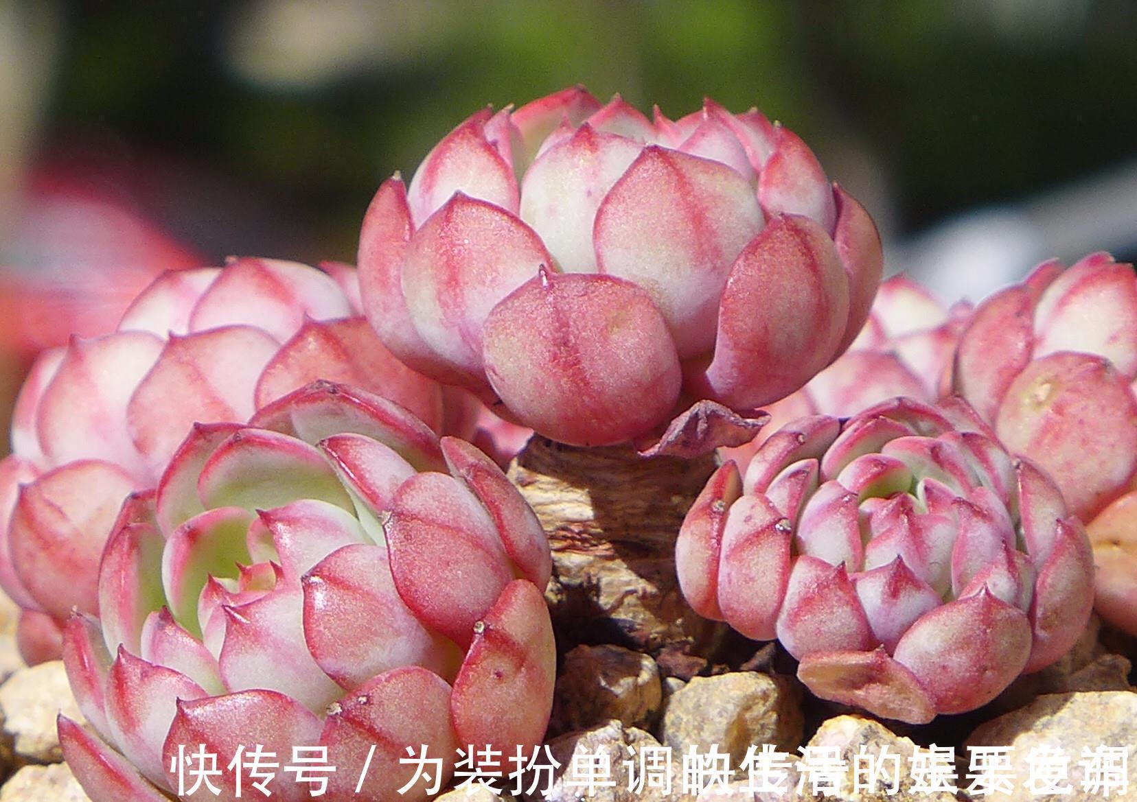 单头多肉如何变成多头,4个方法可供选择,多头的多肉真的太美了