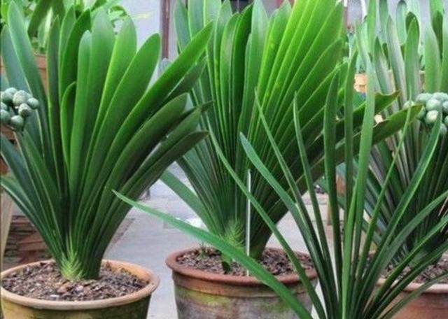 植株|君子兰叶子出现褶皱，3个方面没有做好，应及时改正