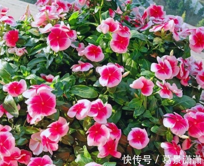 鹤望兰|4种花是“花卉中的劳模”,沾土就活,20天就能开花爆满盆