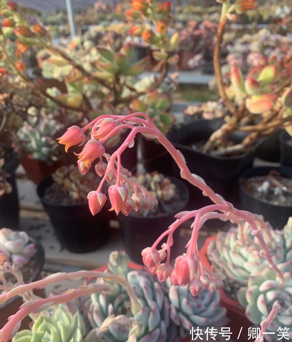 多肉长花箭,从基部剪掉,不要保留,消耗母本养分,影响生长