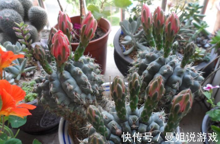 霸气“旱养花”就选这1种,家里养一盆,子子孙孙,越养越多