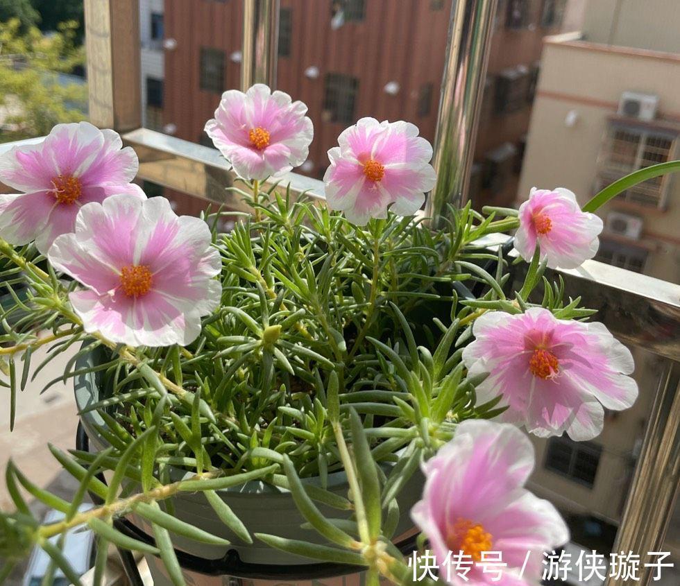 太阳花过冬,有一个技巧,顺利越冬、来年长成小树开爆花很漂亮