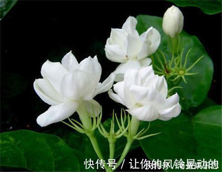 植株|茉莉花开花少,这不是问题,教你几招,花枝都是花苞
