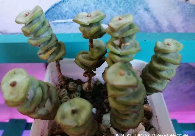 钱串开花,不好看就算了,味道还很难闻,还是剪了吧