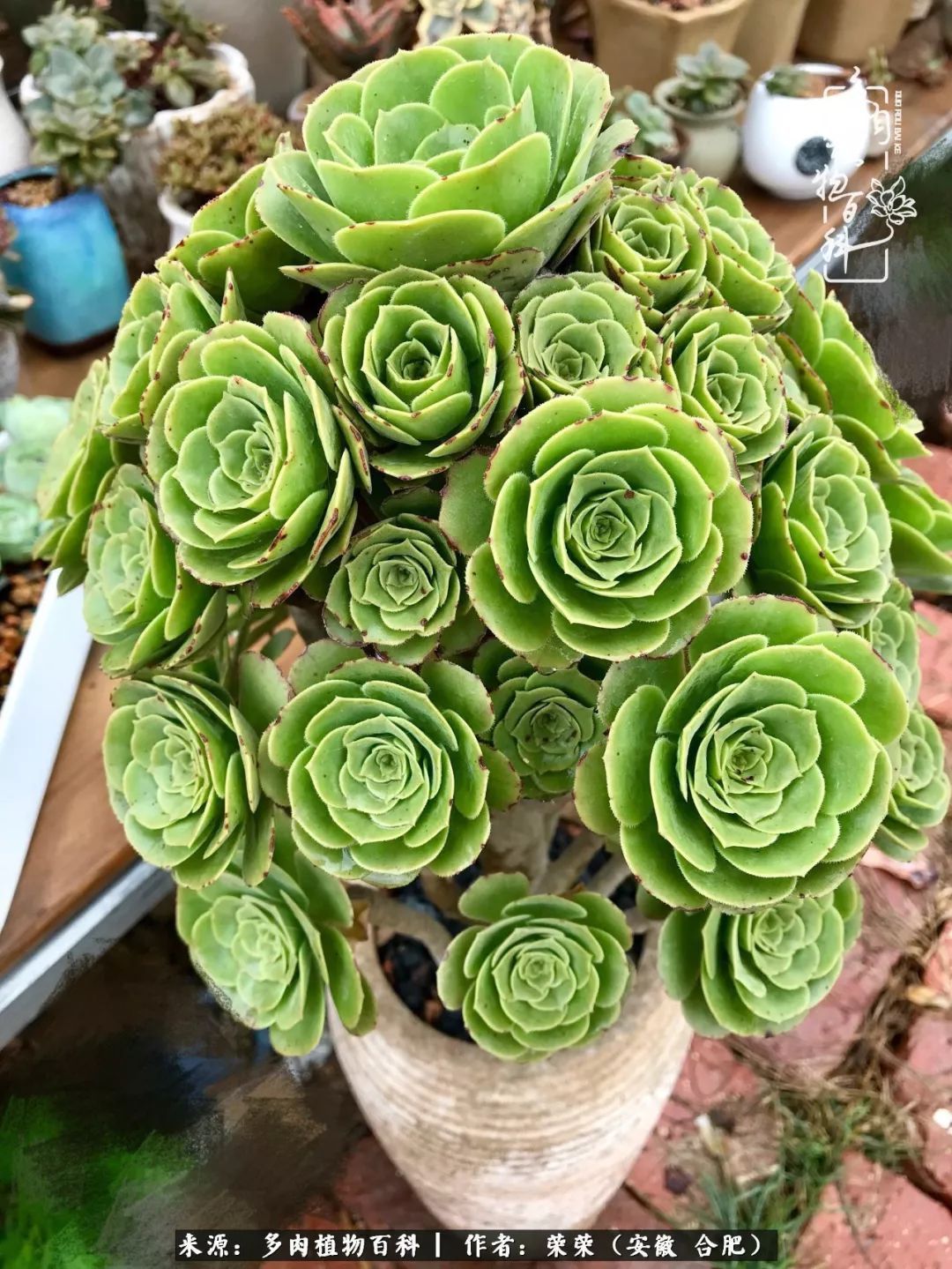 初秋时节,度夏后的多肉陆续回归!偷偷上了一层淡妆!