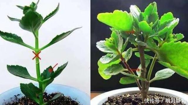 这样剪几刀,枯萎的花立马冒新芽,10天就能蹭蹭开花