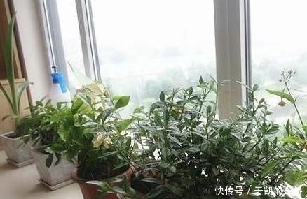 为什么有钱人家这几处都放植物?听完内行人的话,我也想回家放