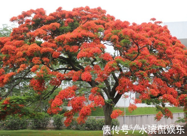 鲜花|此花花朵像凤凰一样，赤红色的花朵就像火焰，寓意着火热青春