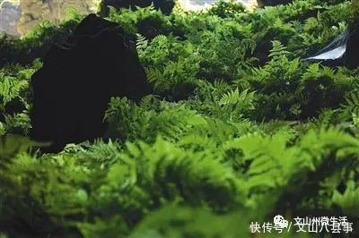 文山州这里有个岩蜂洞，神奇的天然“草药铺”