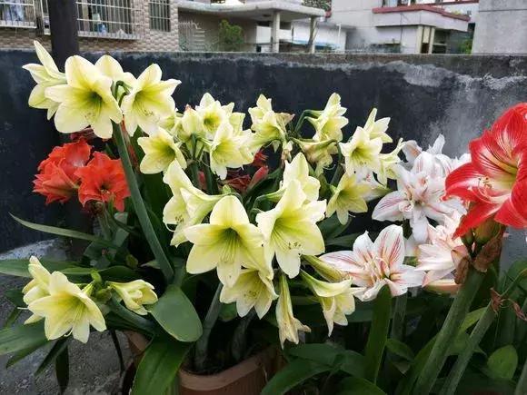 朱顶红|种了1个洋葱头,没想到花开巴掌大!越看越美!