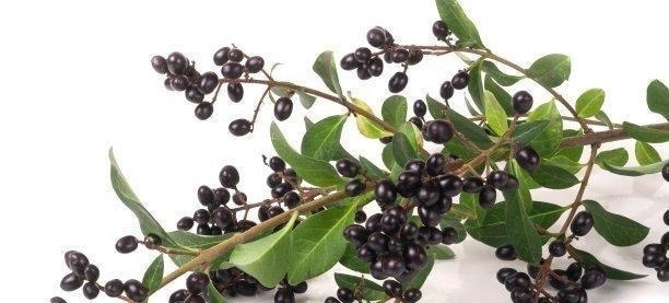 长在山林间的“尿骚树”,老农常用其果子饲喂公羊,效果妙不可言