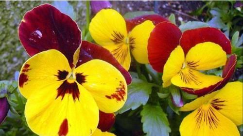 花色|适合家养的4种花,花色绚丽,一年多季开花