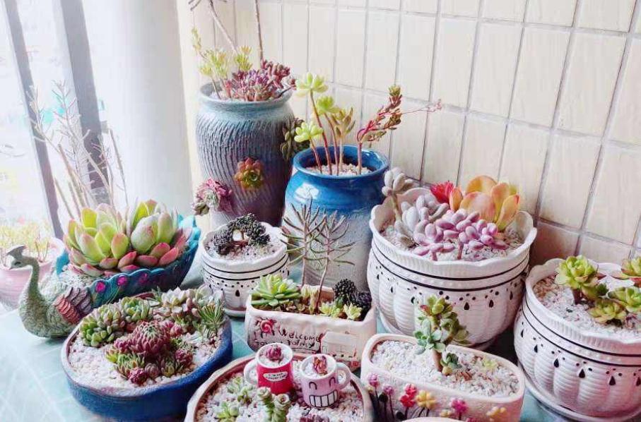 新人居家盆栽多肉,叶子总干巴巴、没精神,该怎么办?