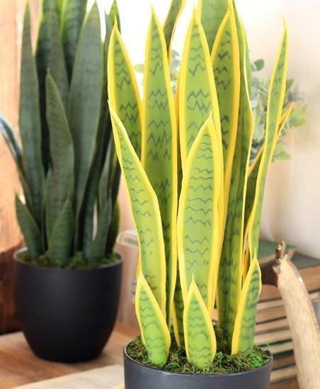 虎皮兰这样养，再也不烂根了，小芽还蹭蹭往外冒