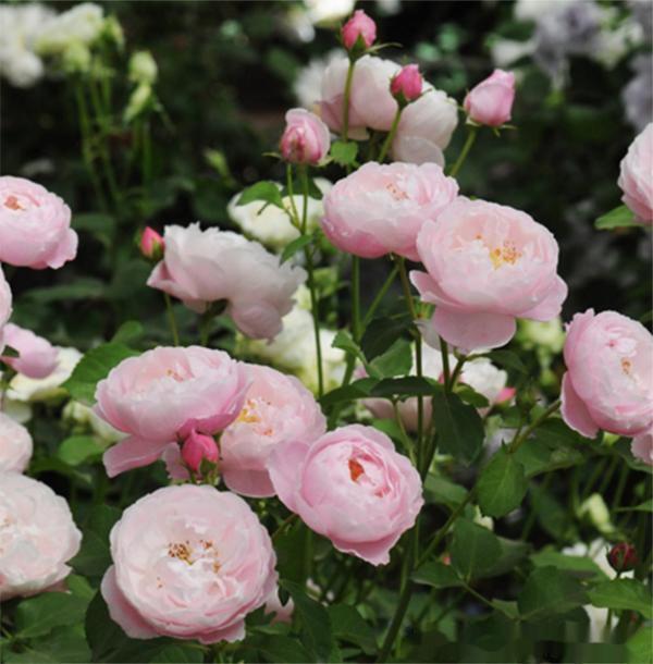 “羽毛”也能开花这花真神气,1个枝条花苞多,花香浓郁
