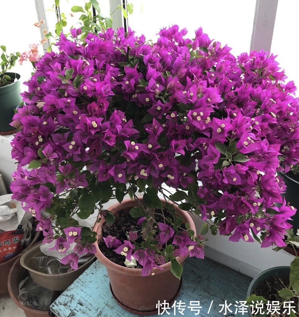 磷酸二氢钾|2种促进植物开花的“万能肥”,花期前,浇水加一勺,蹭蹭冒花苞