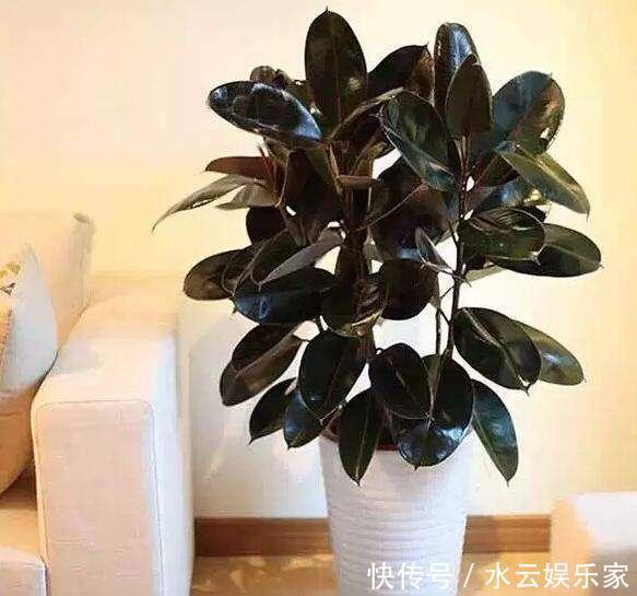 花卉|几种“观赏”花，不用浇水叶子也能胖嘟嘟，真适合懒人养！