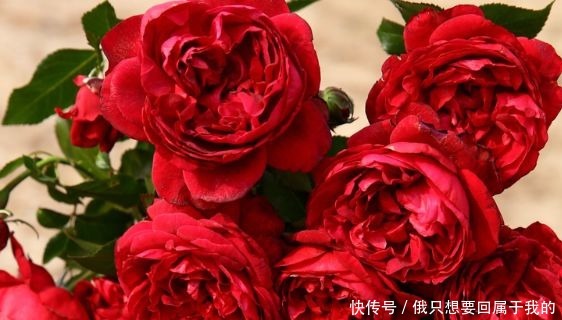 新手养花,不如养盆花中精品“国度的天使”,滚滚欲动,奇香四溢