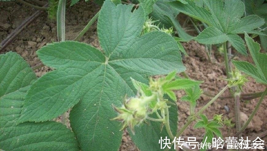 浑身|农村一种植物浑身是宝,却被农民归为害草,俗称“拉拉秧”