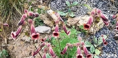 农村一野草，人称“蜜罐”，根价值不输人参，长在路边少人识