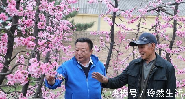 老人|84岁老人家里一棵桃树上长出了13株桃树,开花似“孔雀开屏”