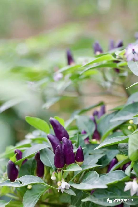 阳台种盆菜,比花还好看,结果还能吃,别提多美了