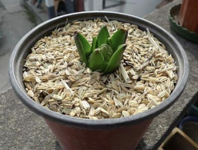 营养液|什么颗粒肥、营养液，也不如“2种壳”，花盆里埋10个，根系壮