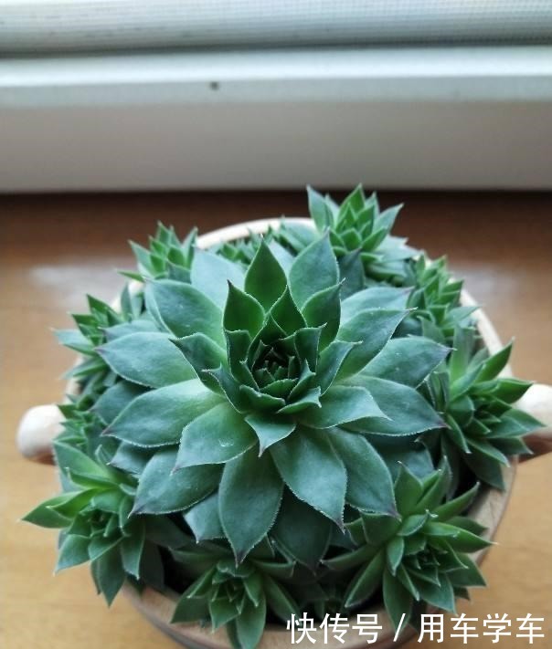 10种花特耐寒，零下5度也能养，冬天也有花看！