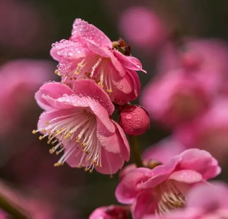 红梅|古诗词里的“梅花”，盛开在缙云仙都！