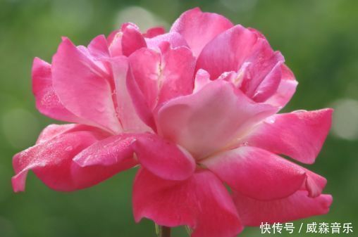 养此款花卉,很好养,四季开花,花色美丽,种植容易,盆栽养花选它