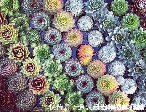 科研|你是在养多肉，不是在搞科研，低温露养要不得！