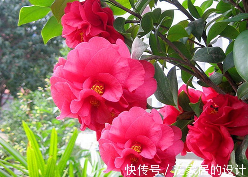 放弃月季吧，此花一开就是小半年，花型大如脸盆，价位很亲民