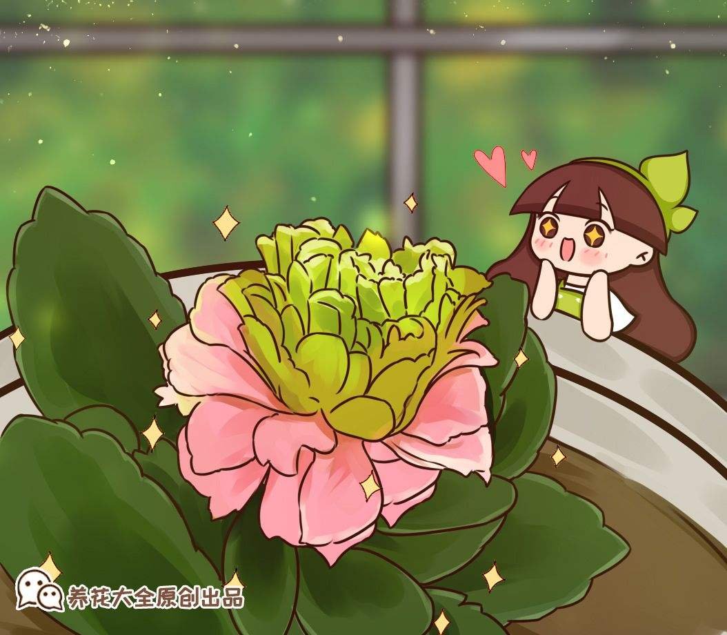 修剪|养长寿花，抓住最后的打顶时机，再晚今年不开花