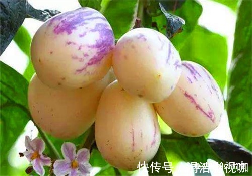 歪头菜|女性到了中年常吃3种食物，美容养颜，天然滋补，有益健康