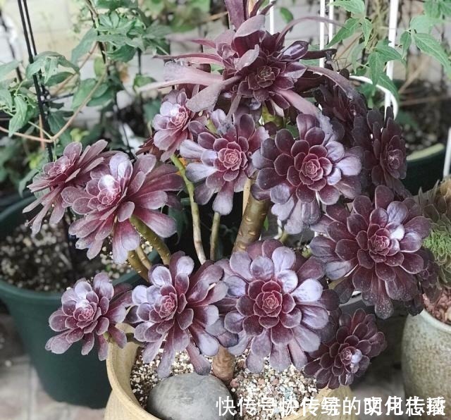 此花能当 传家宝 一样就是几十年 老桩粗 叶子密 粉紫色 此花能当 传家宝 一样就是几十年 老桩粗 叶子密 粉紫色