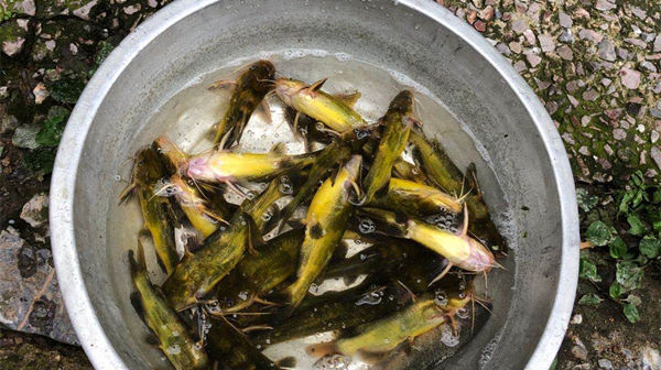 钓鱼|钓鱼技巧观星识鱼,钓鱼人的必修课,熟练掌握渔获倍增