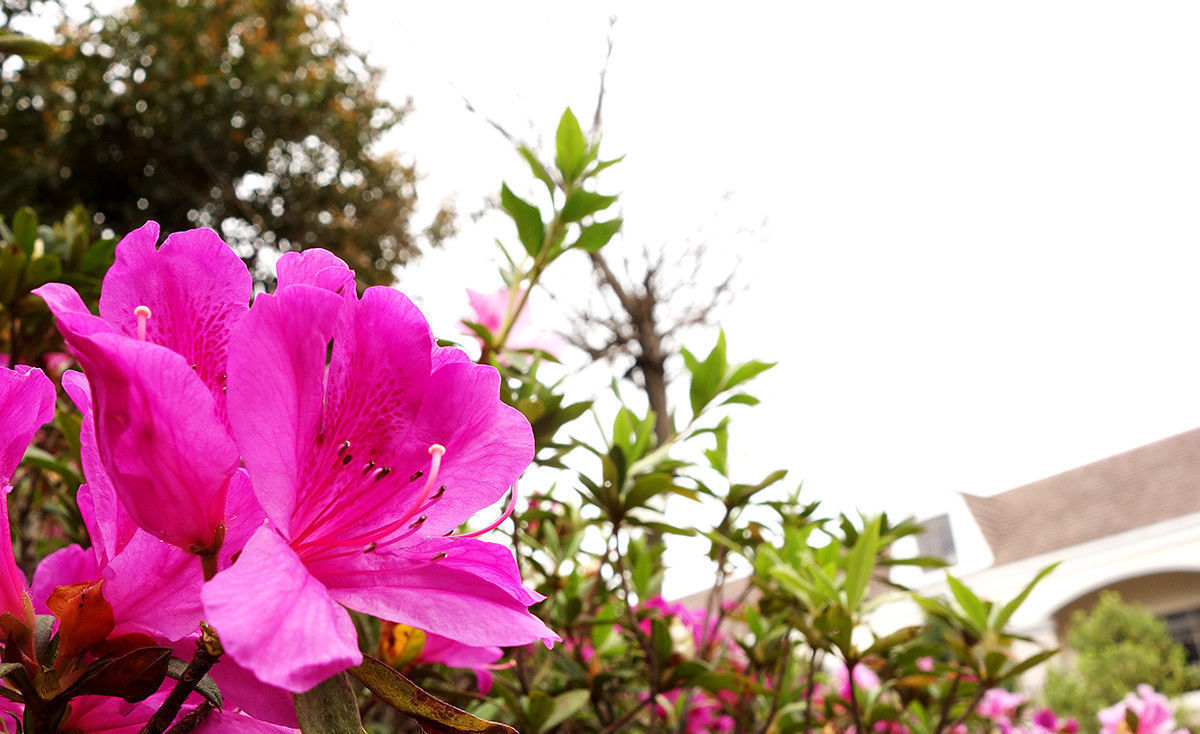 此花被誉为“花中西施”,是我国十大名花之一,代表着爱的喜悦