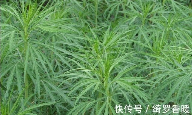 艾蒿|被列为“国宴用菜”,北方独有,营养价值高,遇到不要错过